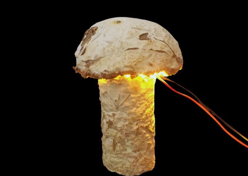 Mushroom-Mushroom Lamp – Cris Silva