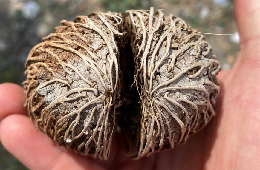seed