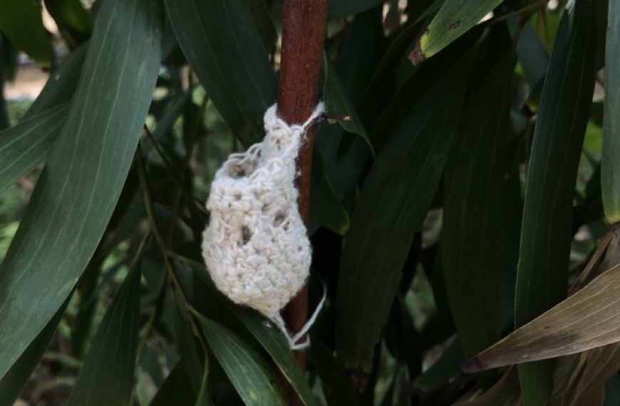 Cotton Cocoons